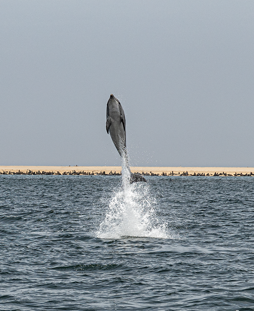 Dolphin leaping - Walvis Bay, Namibia